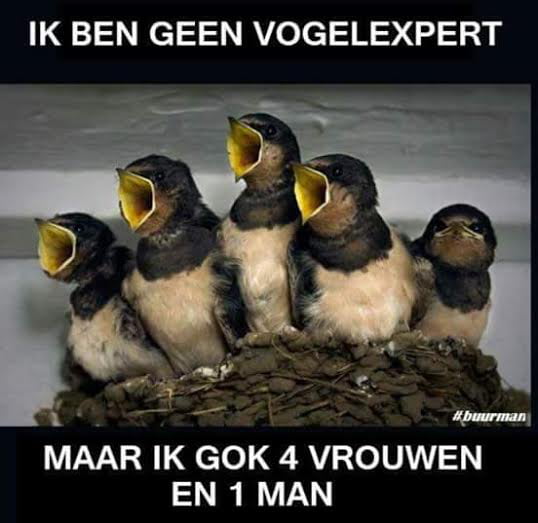 Vogels 9gag 