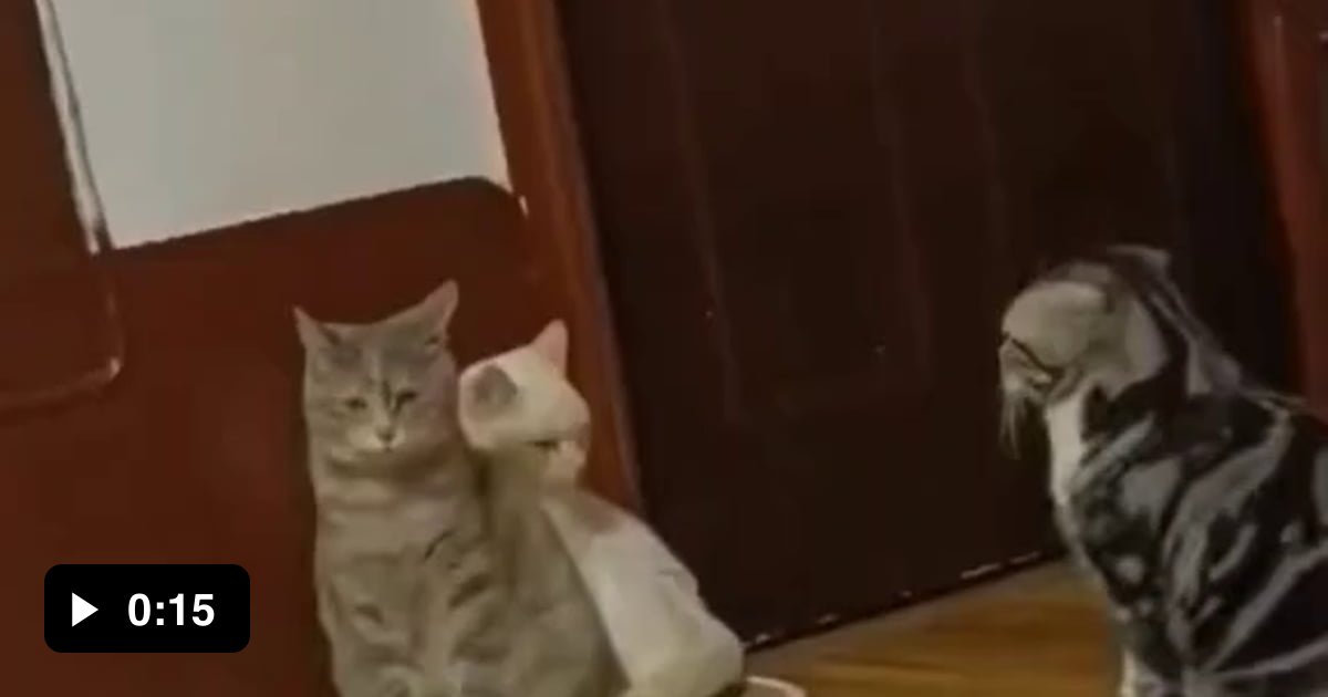 No way that cat said the M word in front of the other cats 9GAG