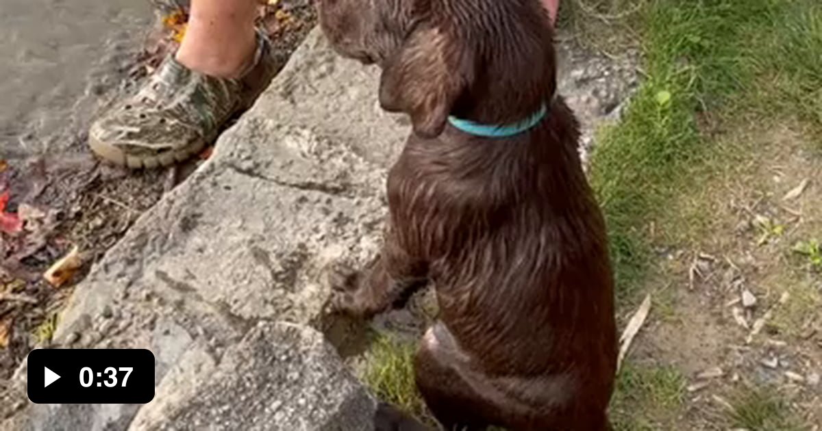 Hunting Puppy Training Schedule