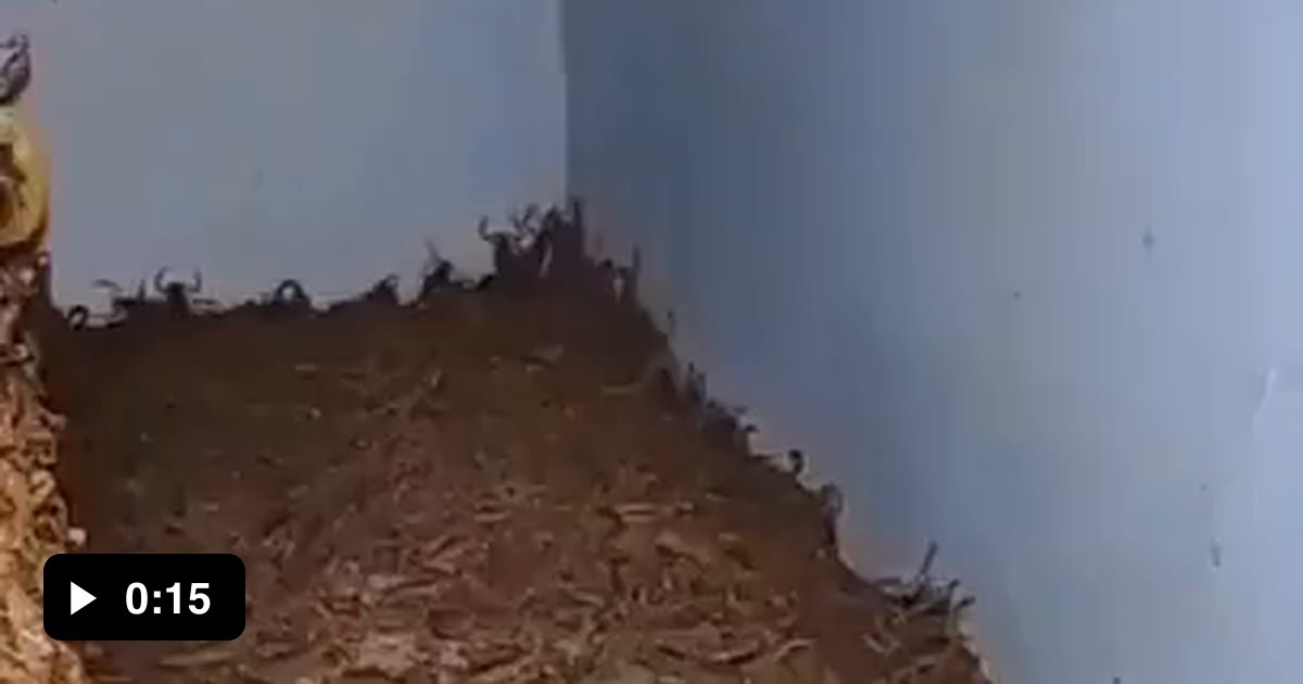 Man Finds Thousands Of Scorpions In An Abandoned House 9GAG