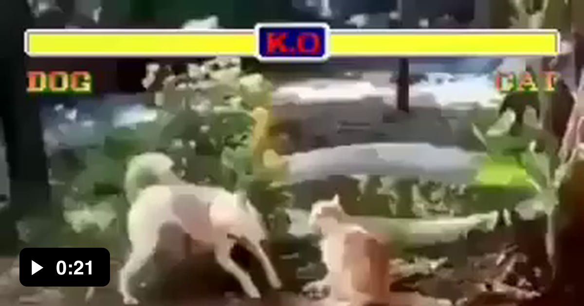 Dog vs Cat, Street Fighter edition 9GAG