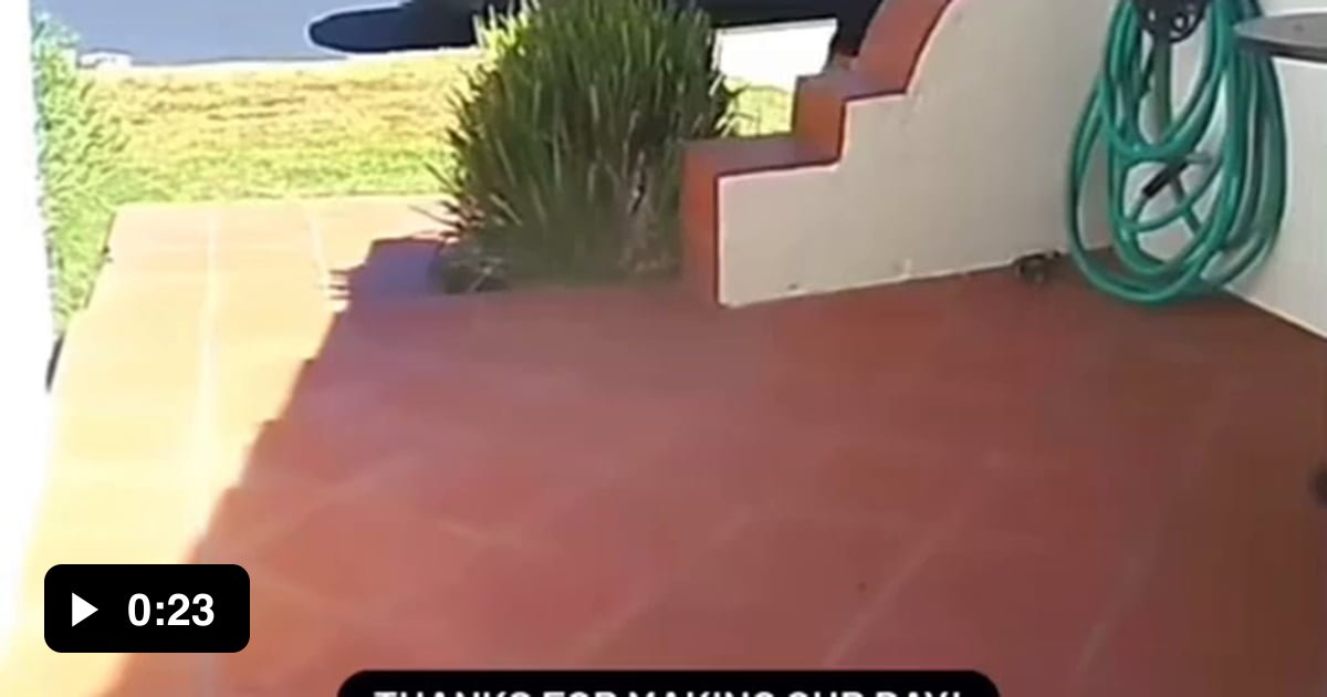 Amazon driver accidentally throws package on roof when attacked by bug