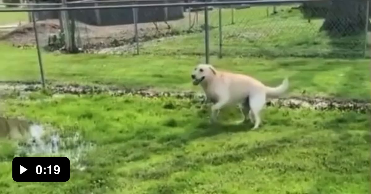 Blind dog discovers a puddle - 9GAG