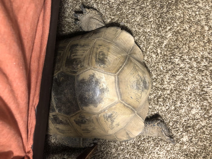 Meet Morty, the land tortoise that scratches on the door at night to ...