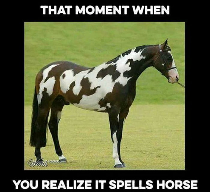 horse-9gag