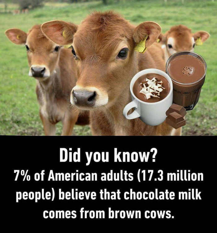 USA cows - 9GAG