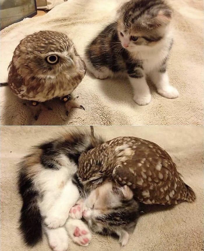 already best friends already best friends
