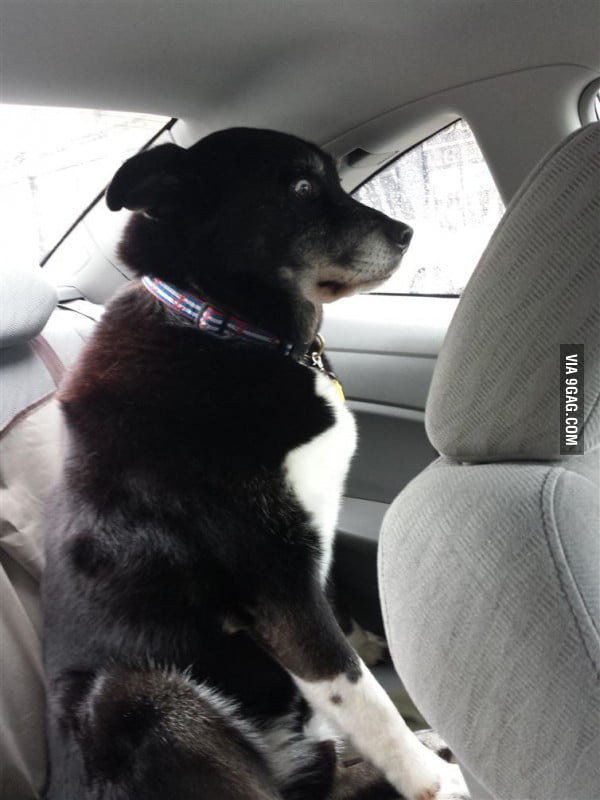 The face he made, when he realised they're going to the vet - 9GAG
