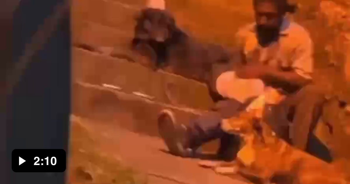 A homeless guy and his dogs celebrating a birthday - 9GAG