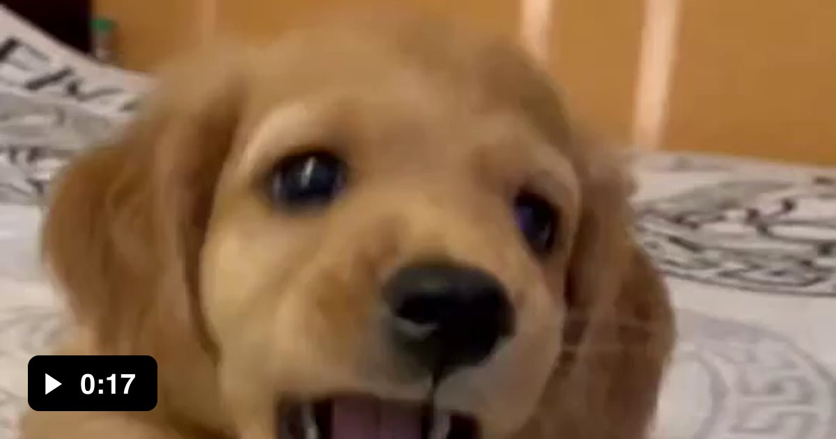 Vvvery scccary puppy - 9GAG