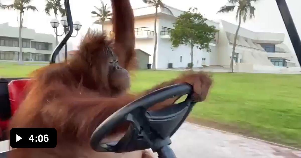 Orangutan drives a golf car - 9GAG