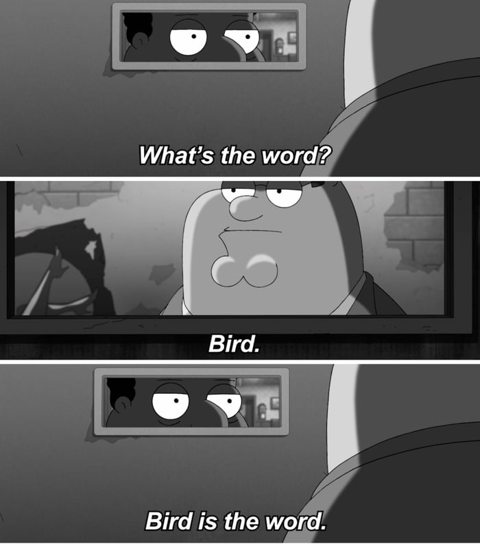 B-b-b-bird Bird Bird - 9GAG