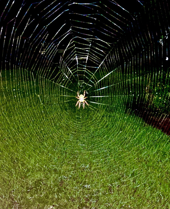 He Builds A New Massive Web In The Same Spot Every Night And Takes It he-builds-a-new-massive-web-in-the-same-spot-every-night-and-takes-it