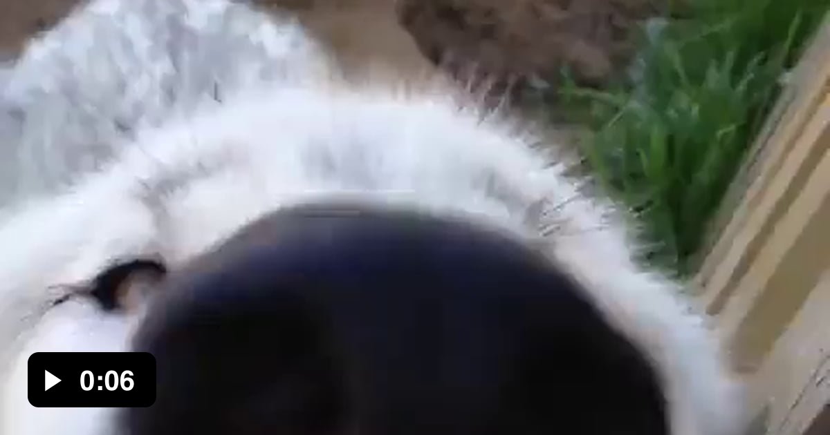 wolves-are-the-first-animal-on-the-planet-to-be-domesticated-and-it