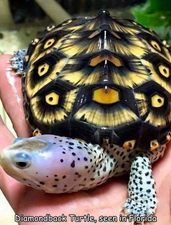 Turtle - 9GAG