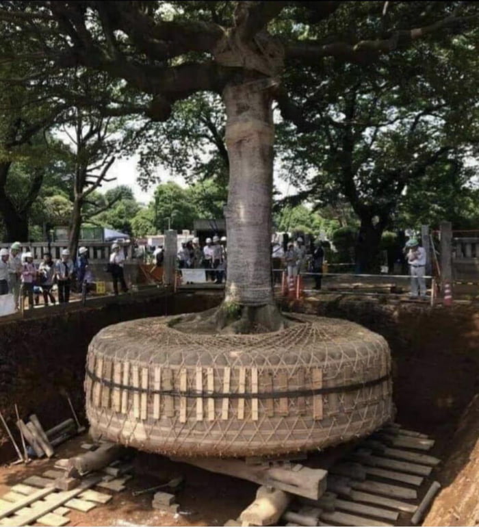 A tree in Japan being removed (with roots being painstakingly protected