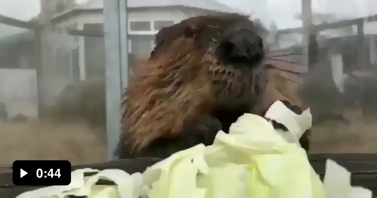 Beaver eating cabbage.. 9GAG