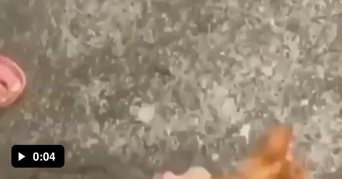Target Neutralized Meme Cat Deployed. Target Neutralized - 9GAG