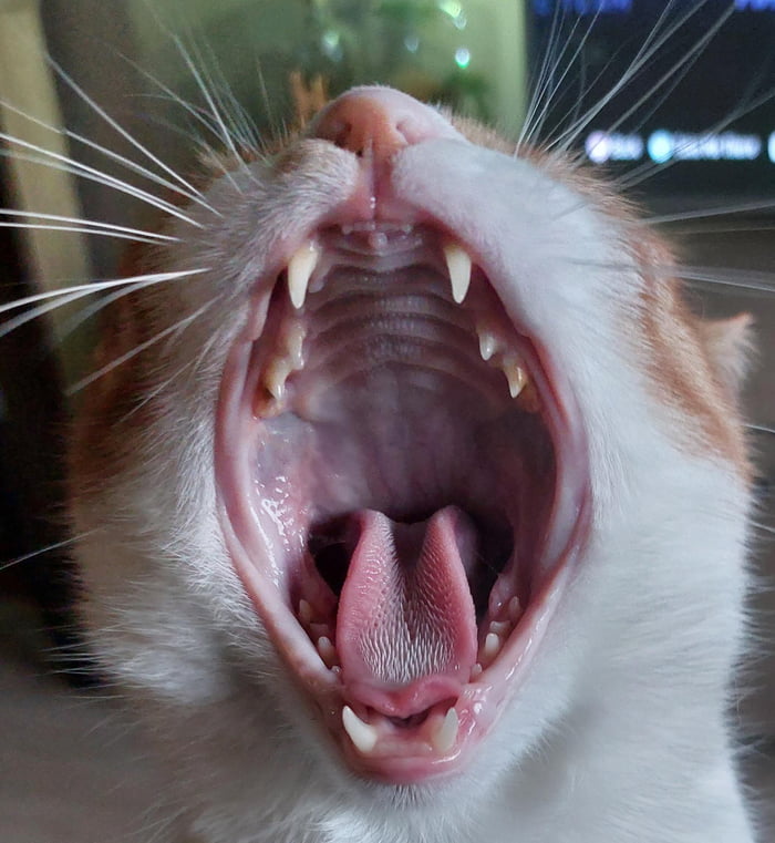 The Inside Of A Cats Mouth 9GAG