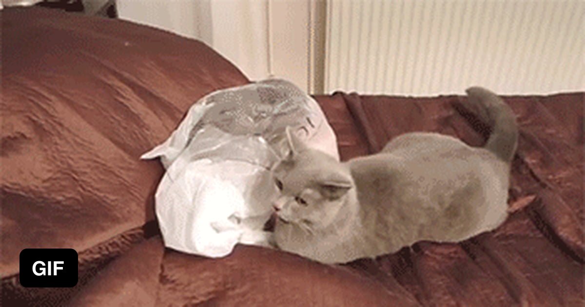 The cat in the bag. 9GAG