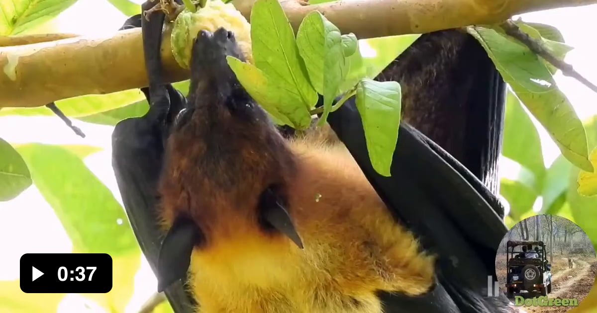 The giant goldencrowned flying fox is a species of megabat native to the Philippines, and it is