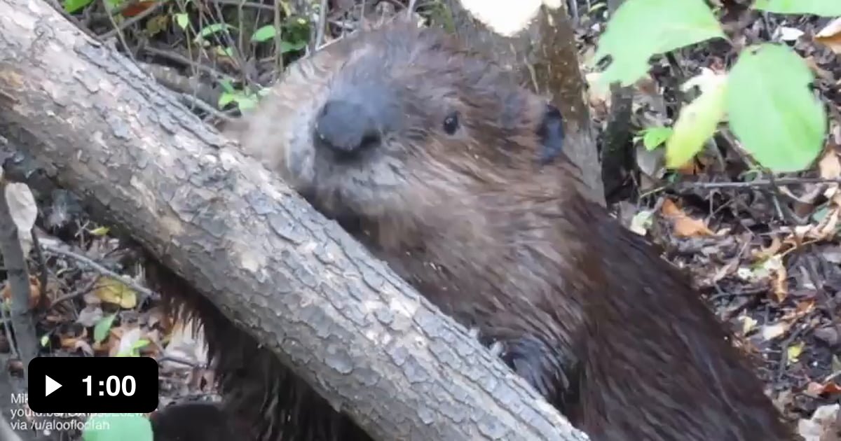 Sound of a wild beaver chewing through a fallen tree 9GAG