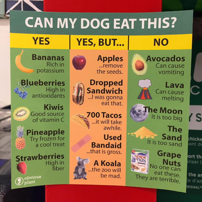 can-my-dog-eat-this-9gag