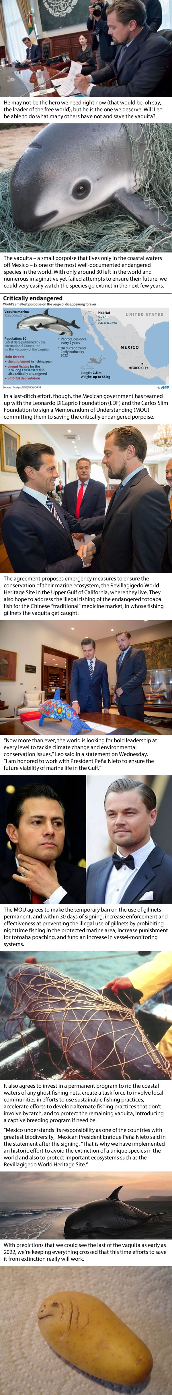 Mexican Government Teams Up With Leonardo DiCaprio In Last-Ditch Effort To Save Vaquita