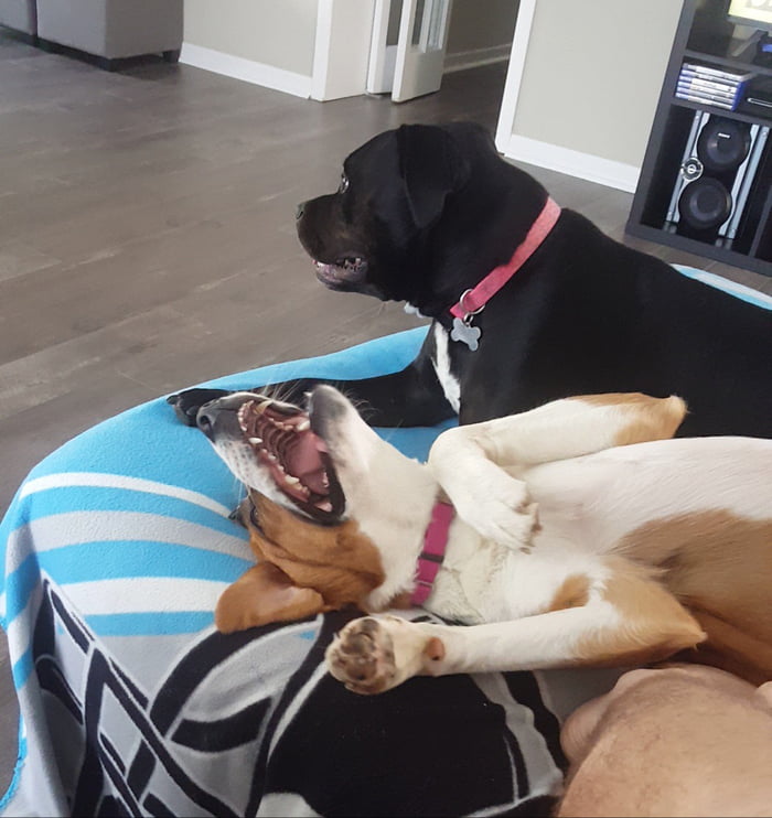 Me "What do you call a group of cats?" My dog "What?" Me