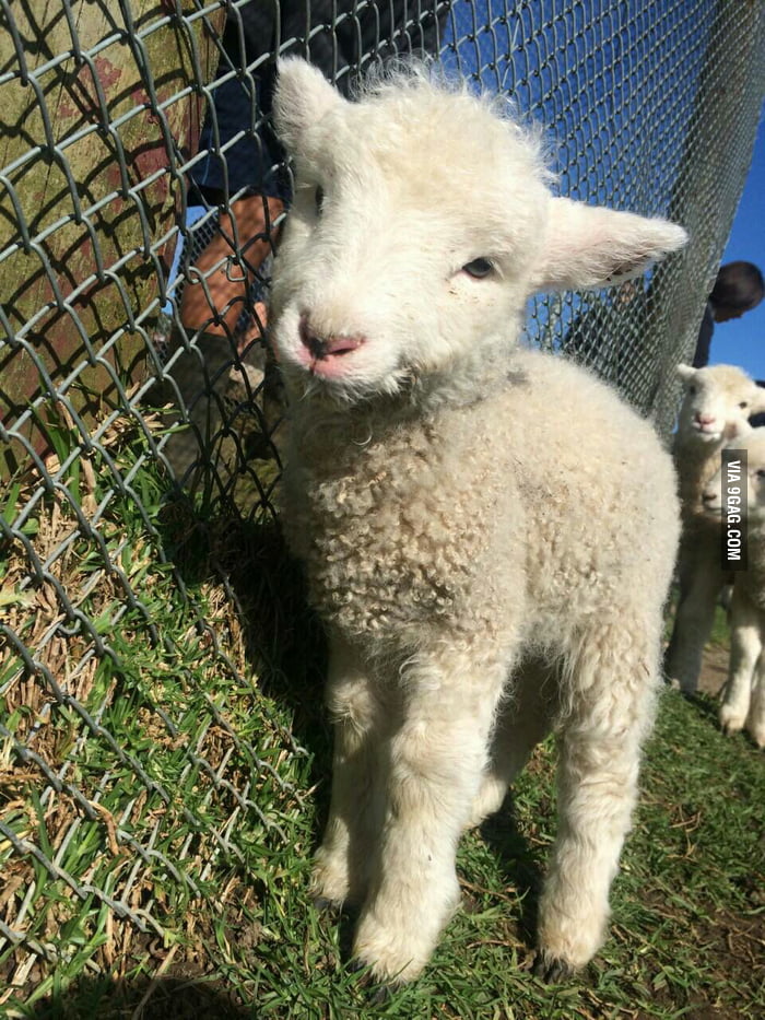 Here's a lamb to cheer you up - 9GAG