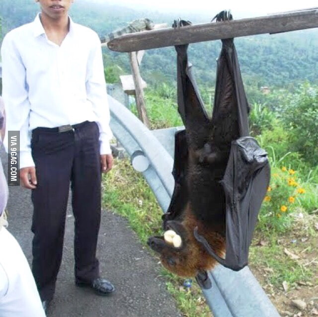 So This Is A Philippine Flying Fox Biggest Bat In The World 9gag