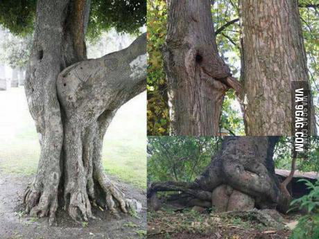 Naughty trees - 9GAG