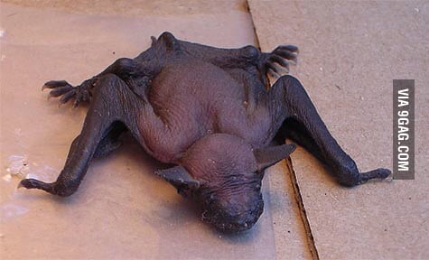 naked bat pictures Naked bat pictures