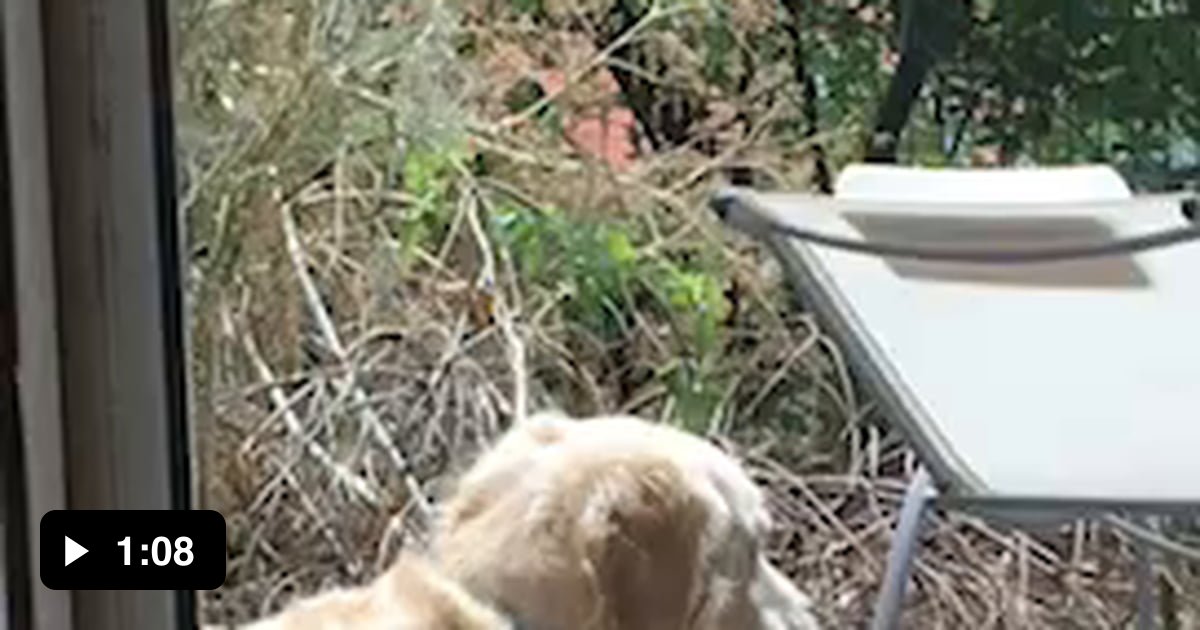 This cat is obsessed with my dog 9GAG