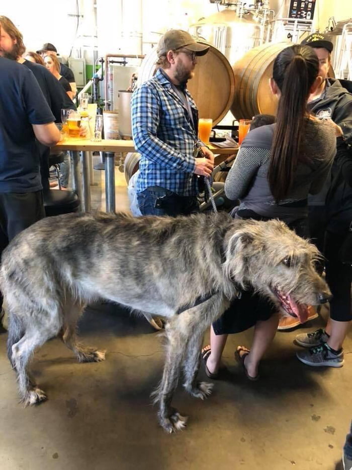 massive dog