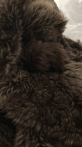 Crate and Barrel told me it’s a faux fur blanket - 9GAG