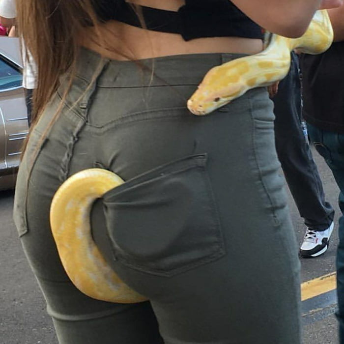 Python clings tightly to the ass - 9GAG