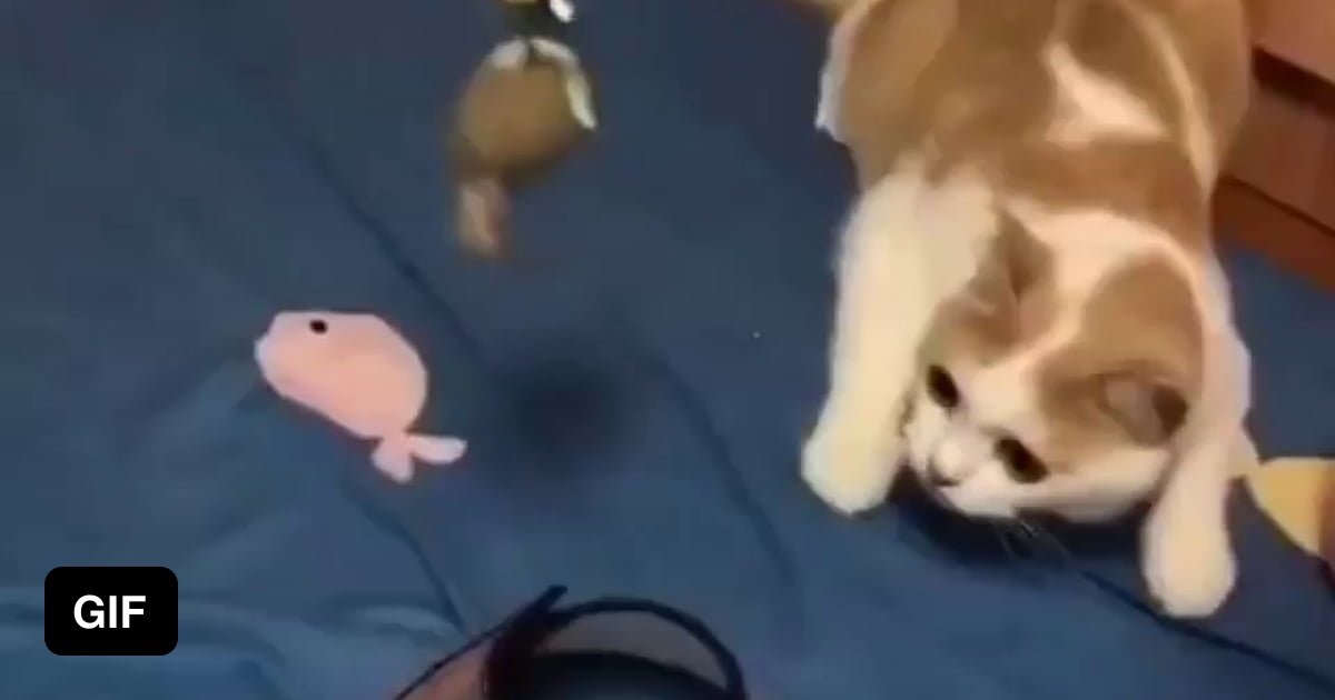 When the cat won’t let you put on the cone. 9GAG