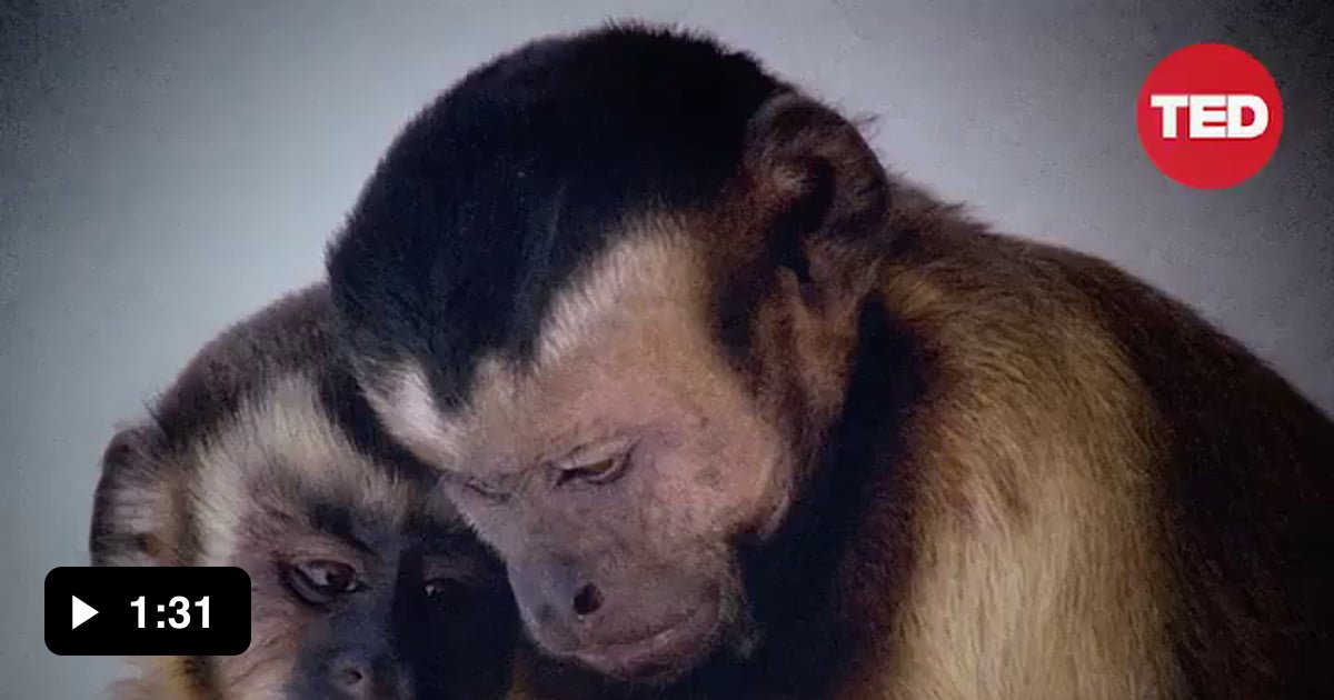 These monkeys are funny. - 9GAG