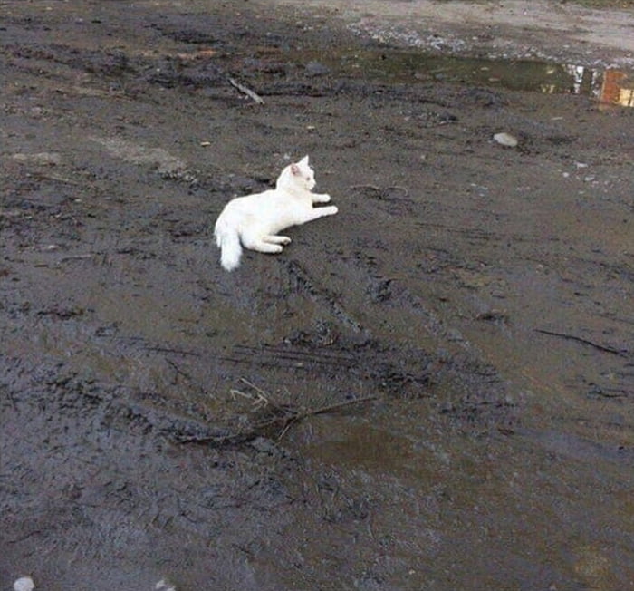 This white cat on mud... 9GAG