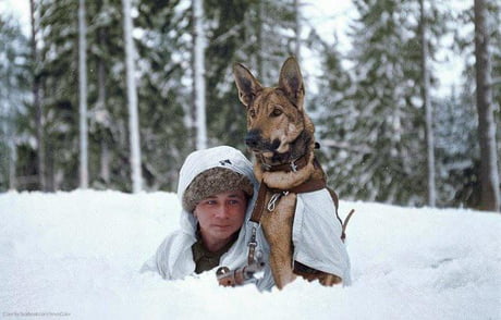 military dog training schools