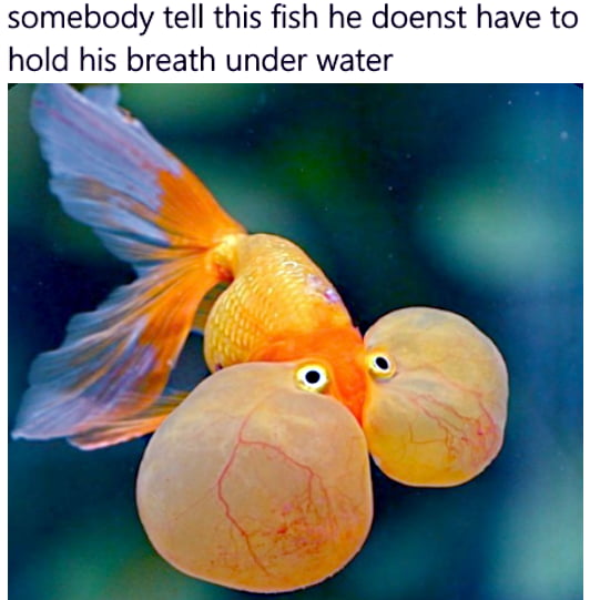 Poor fish - 9GAG