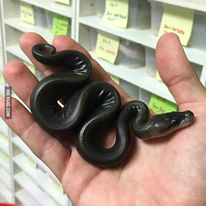 A cute black snake - 9GAG