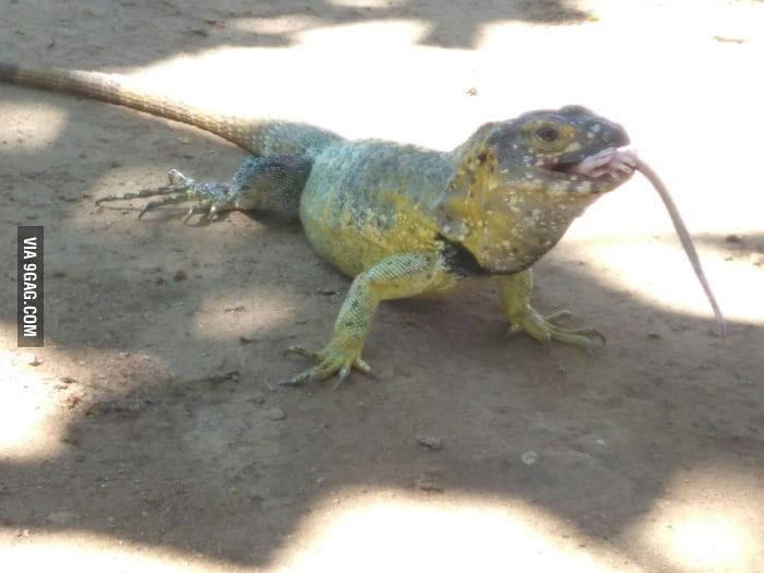 Just felt like sharing this. an iguana eating a rat, sorry for crappy