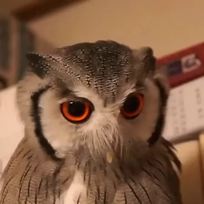 Филин гифка, умелые