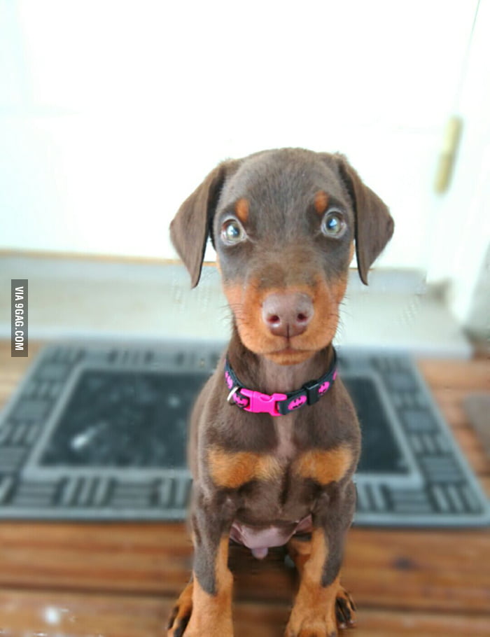 Just got a new puppu, isn't she adorable? - 9GAG