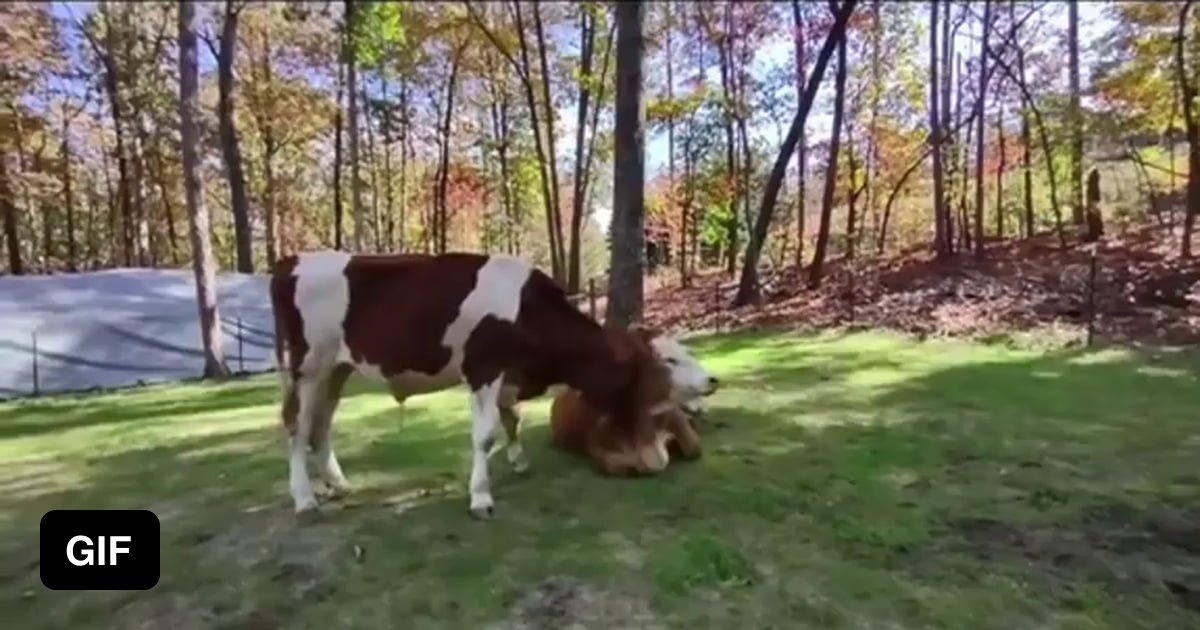 Playful Cows - 9GAG