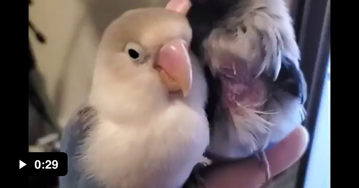 Best friends forever - 9GAG