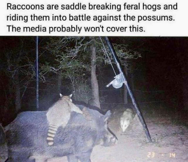 Why The Fu*k don’t they show us this Epic Battle Go Raccoons Kick Ass ...