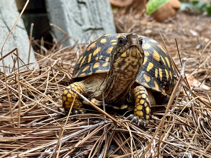 This happy little turtle says “Good morning!” - 9GAG